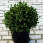 Миниатюра 3. Ель обыкновенная 