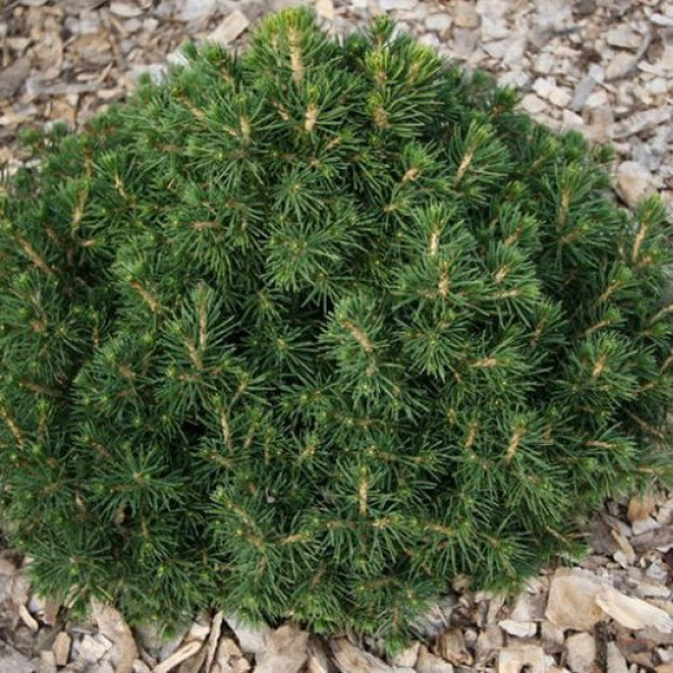 Фото 2. Ель обыкновенная 