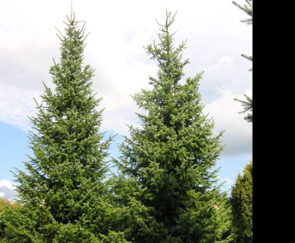 Ель сербская в каталоге СЦ Корекозево