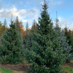 Миниатюра 1. Ель сербская в каталоге СЦ Корекозево