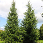 Миниатюра 2. Ель сербская в каталоге СЦ Корекозево