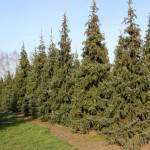 Миниатюра 3. Ель сербская в каталоге СЦ Корекозево