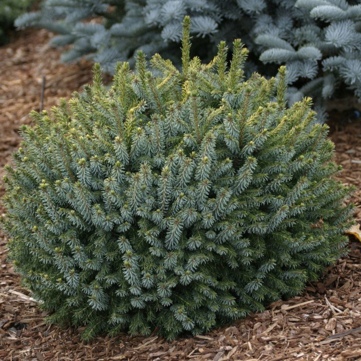 Ель сербская Karel в каталоге СЦ Корекозево