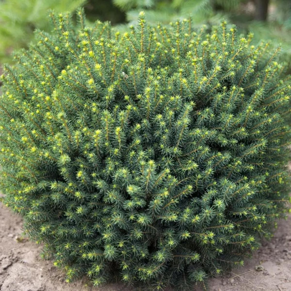 Ель сербская Karel в каталоге СЦ Корекозево