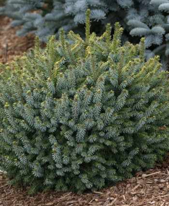 Ель сербская Karel в каталоге СЦ Корекозево