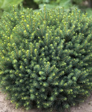 Ель сербская Karel в каталоге СЦ Корекозево