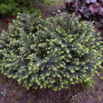 Миниатюра 2. Ель сербская 