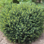 Миниатюра 3. Ель сербская 