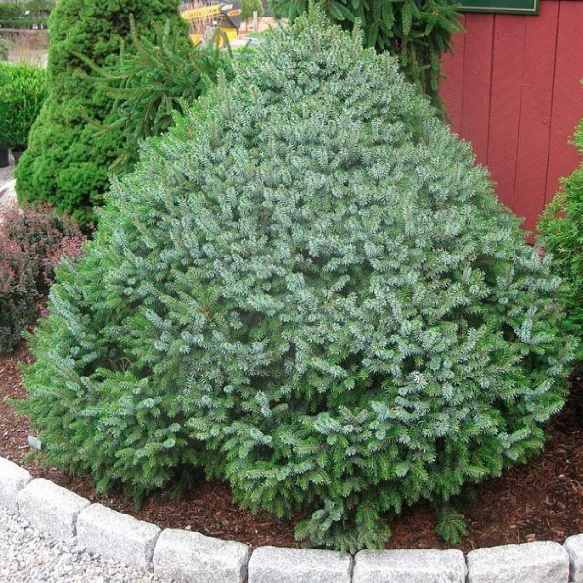 Ель сербская Nana в каталоге СЦ Корекозево