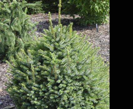 Ель сербская Nana в каталоге СЦ Корекозево