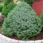 Миниатюра 1. Ель сербская 