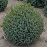 Миниатюра 4. Ель сербская 