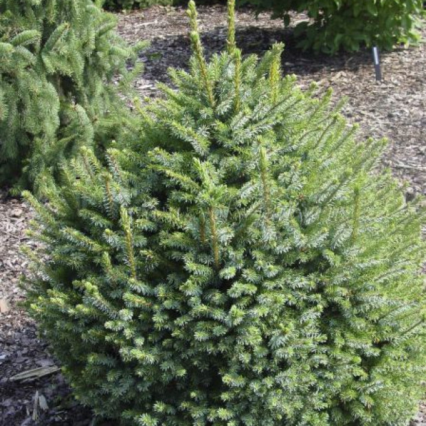 Фото 2. Ель сербская 