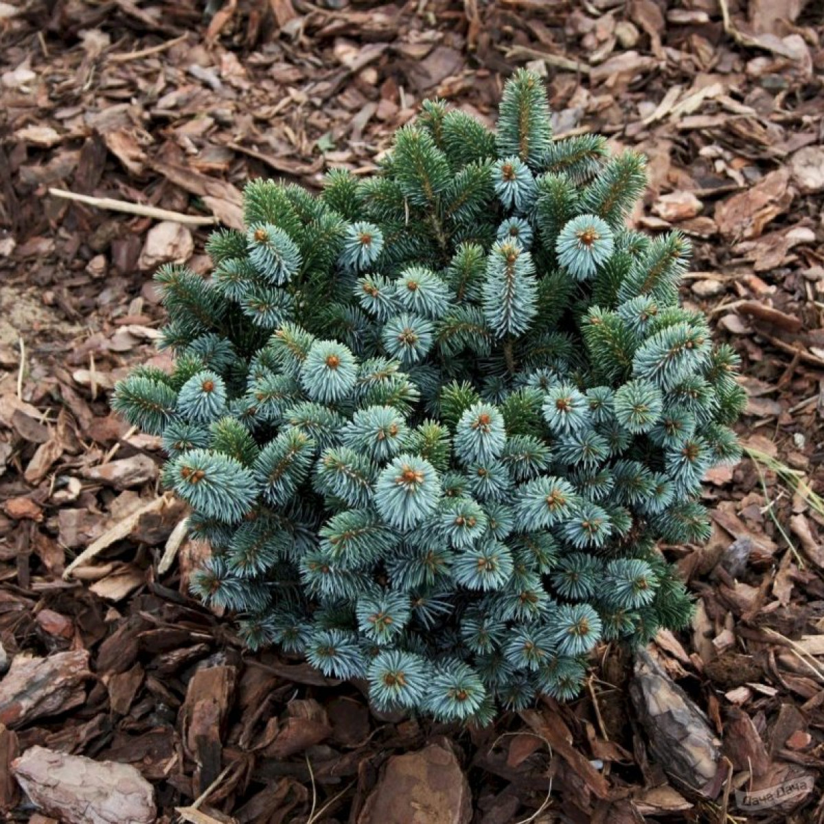 Ель ситхинская Silberzwerg в каталоге СЦ Корекозево