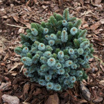 Миниатюра 1. Ель ситхинская 