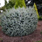 Миниатюра 3. Ель ситхинская 