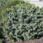 Миниатюра 4. Ель ситхинская 