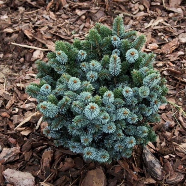 Фото 1. Ель ситхинская 