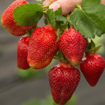 Миниатюра 1. Клубника «Азия» в каталоге СЦ Корекозево