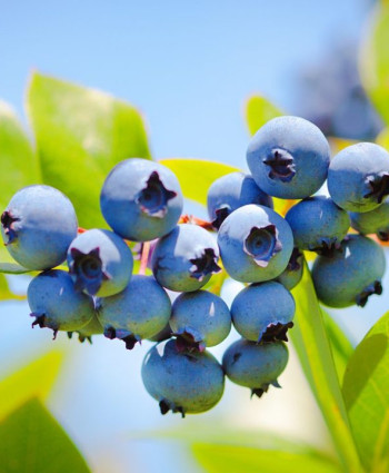 Голубика Атлантик в каталоге СЦ Корекозево