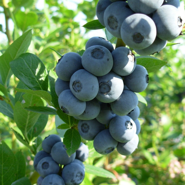 Фото 1. Голубика 