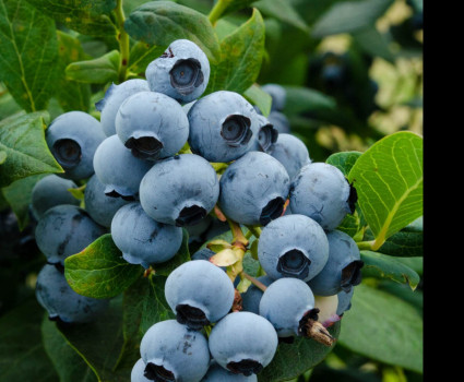 Голубика «Дюк» в каталоге СЦ Корекозево