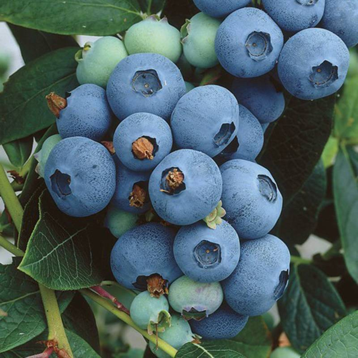 Голубика Норд Кантри в каталоге СЦ Корекозево