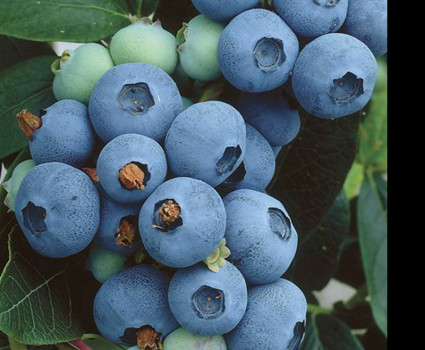 Голубика Норд Кантри в каталоге СЦ Корекозево