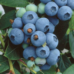 Миниатюра 1. Голубика 