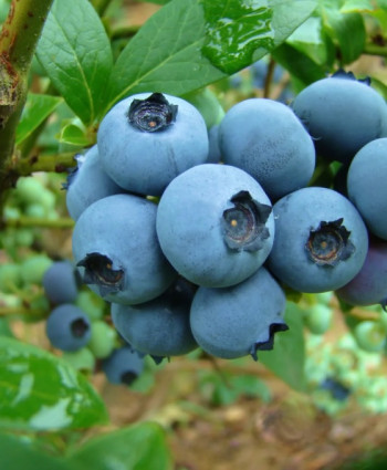 Голубика Река в каталоге СЦ Корекозево