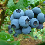 Миниатюра 1. Голубика 