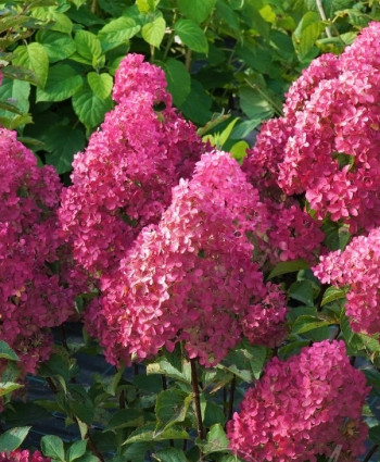 Гортензия метельчатая Фрайз Мельба в каталоге СЦ Корекозево