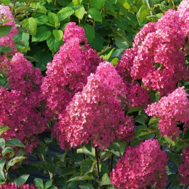 Фото 1. Гортензия метельчатая 