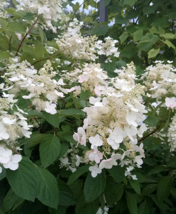 Гортензия метельчатая Киушу в каталоге СЦ Корекозево