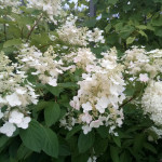 Миниатюра 1. Гортензия метельчатая Киушу в каталоге СЦ Корекозево