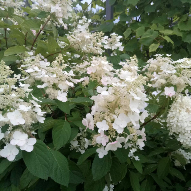 Фото 1. Гортензия метельчатая Киушу в каталоге СЦ Корекозево