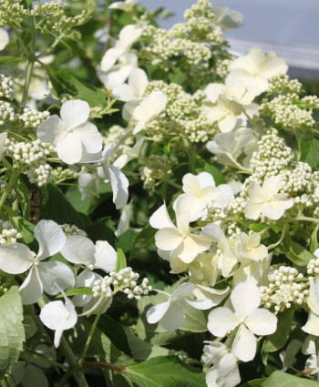 Гортензия метельчатая Левана в каталоге СЦ Корекозево