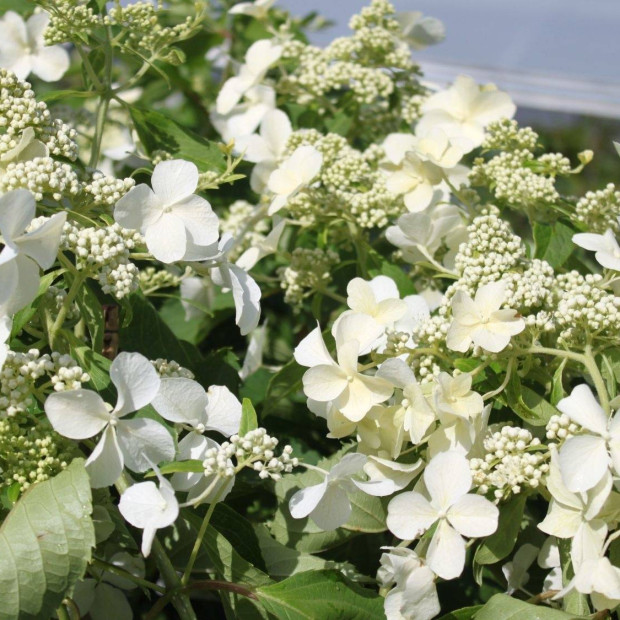 Фото 1. Гортензия метельчатая 