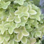 Миниатюра 3. Гортензия метельчатая Металлика в каталоге СЦ Корекозево