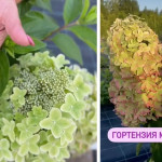 Миниатюра 2. Гортензия метельчатая Металлика в каталоге СЦ Корекозево