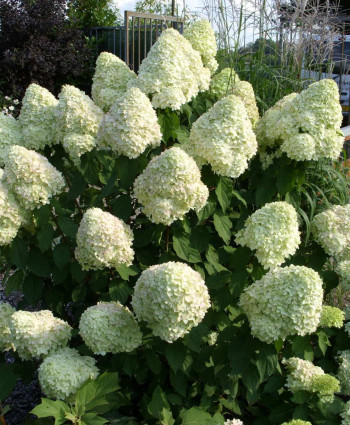 Гортензия метельчатая Полар Бир (Полярный медведь) в каталоге СЦ Корекозево