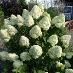 Миниатюра 1. Гортензия метельчатая Полар Бир (Полярный медведь) в каталоге СЦ Корекозево