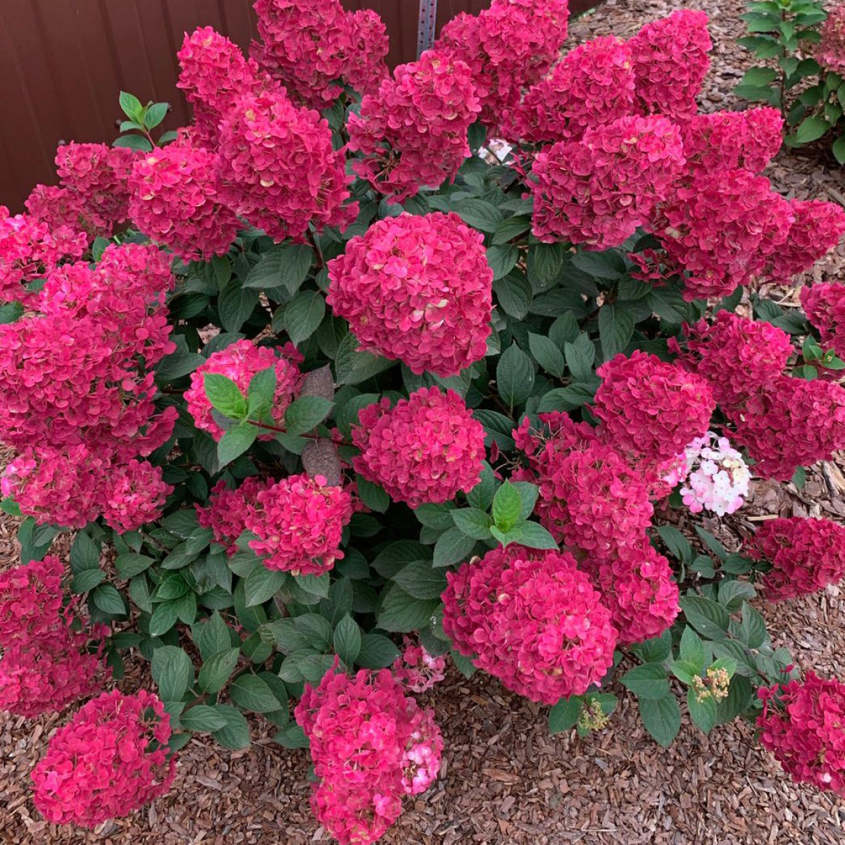 Гортензия метельчатая Самарская Лидия в каталоге СЦ Корекозево