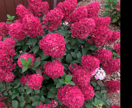 Гортензия метельчатая Самарская Лидия в каталоге СЦ Корекозево