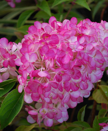 Гортензия метельчатая Сандей Фрайз в каталоге СЦ Корекозево