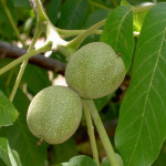 Миниатюра 1. Грецкий орех «Скороплодный Левина» в каталоге СЦ Корекозево