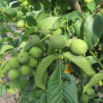 Миниатюра 2. Грецкий орех «Скороплодный Левина» в каталоге СЦ Корекозево