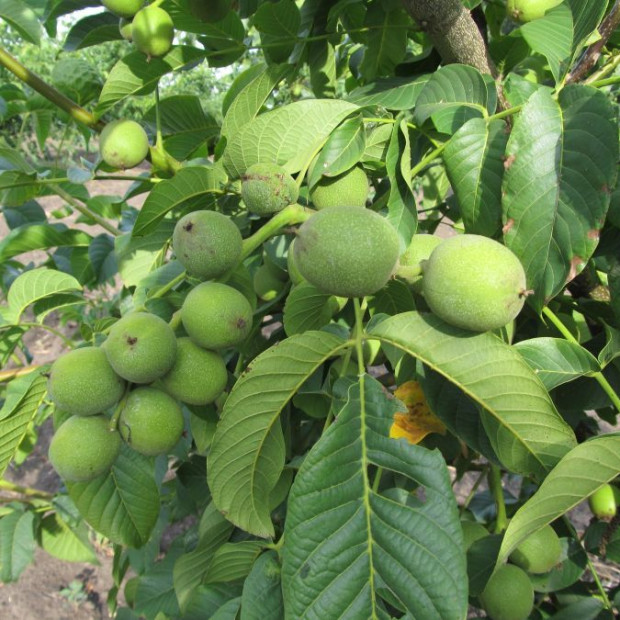 Фото 2. Грецкий орех «Скороплодный Левина» в каталоге СЦ Корекозево