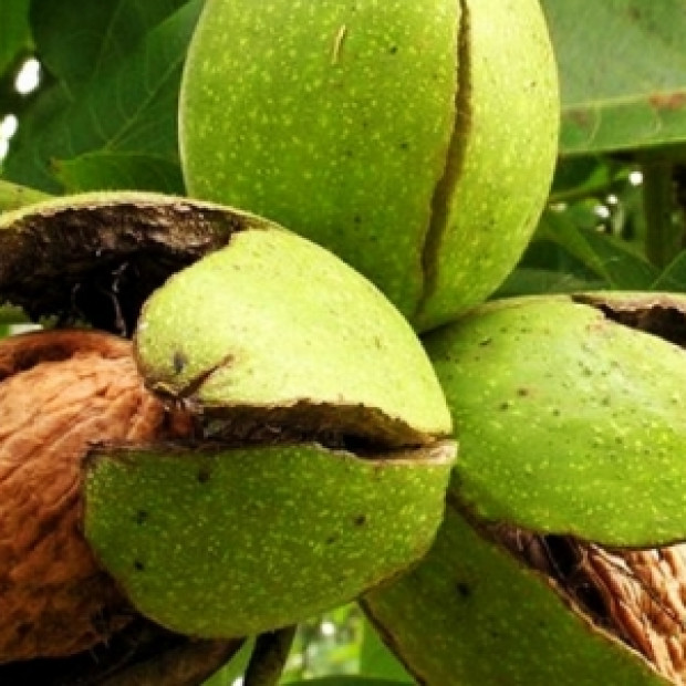 Фото 4. Грецкий орех «Скороплодный Левина» в каталоге СЦ Корекозево