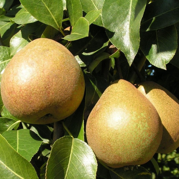 Фото 1. Груша «Белорусская поздняя» в каталоге СЦ Корекозево